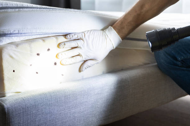 Best Wasp Removal Services  in Barnesville, MN