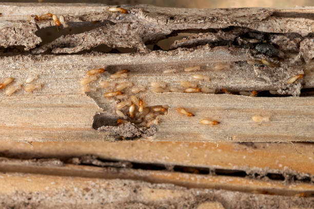 Best Insect Control  in Barnesville, MN